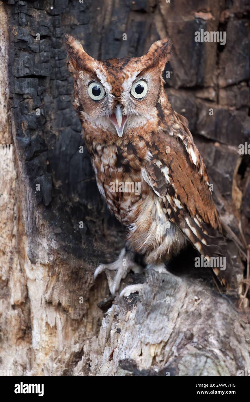 Eastern Screech Owl Stock Photo