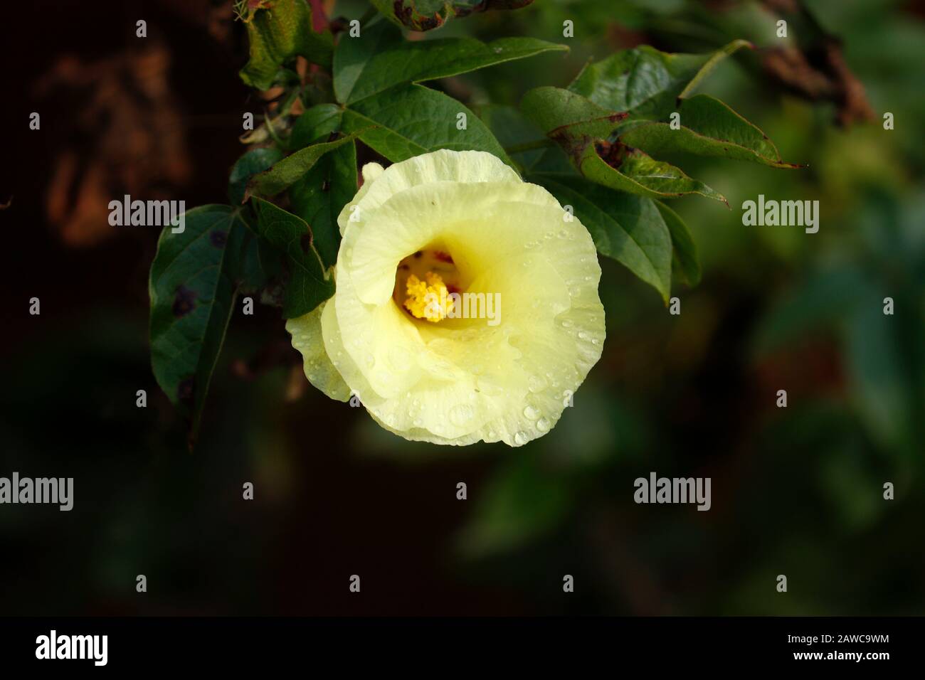 Top view of beautiful cotton flower in the garden. Stock Photo