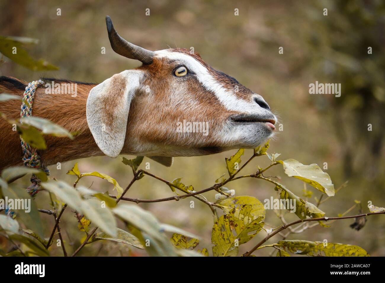 Goat eating leaf hires stock photography and images Alamy