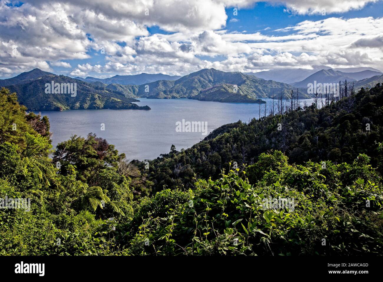 The Queen Charlotte Sound in Marlborough Sounds Maritime Park, South Island, New Zealand. Stock Photo