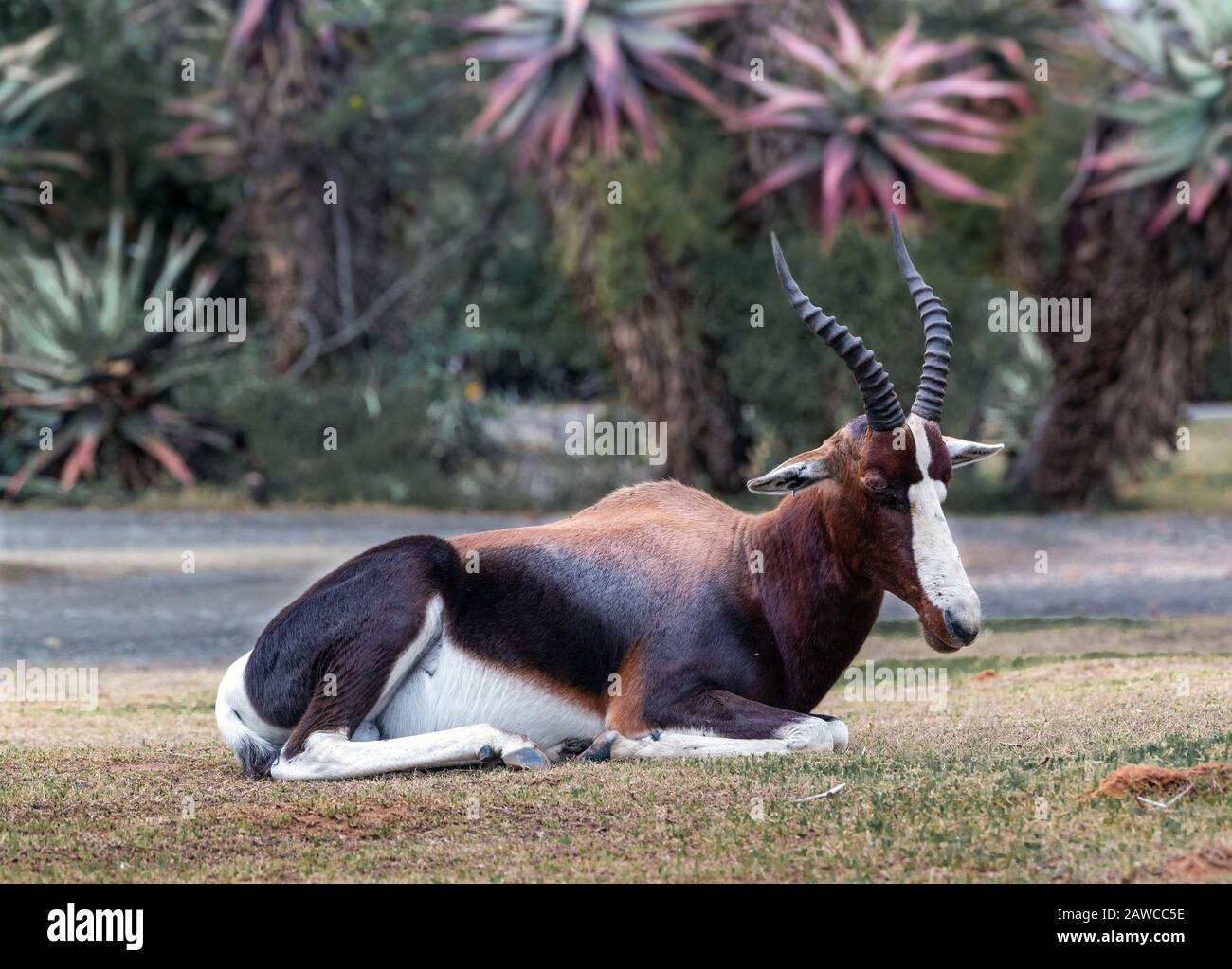 Bontebok resting in Bontebok National Park with aloes in the background, Swellendam, Western Cape, South Africa Stock Photo