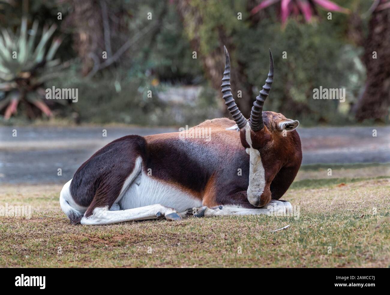 Bontebok resting in Bontebok National Park with aloes in the background, Swellendam, Western Cape, South Africa Stock Photo