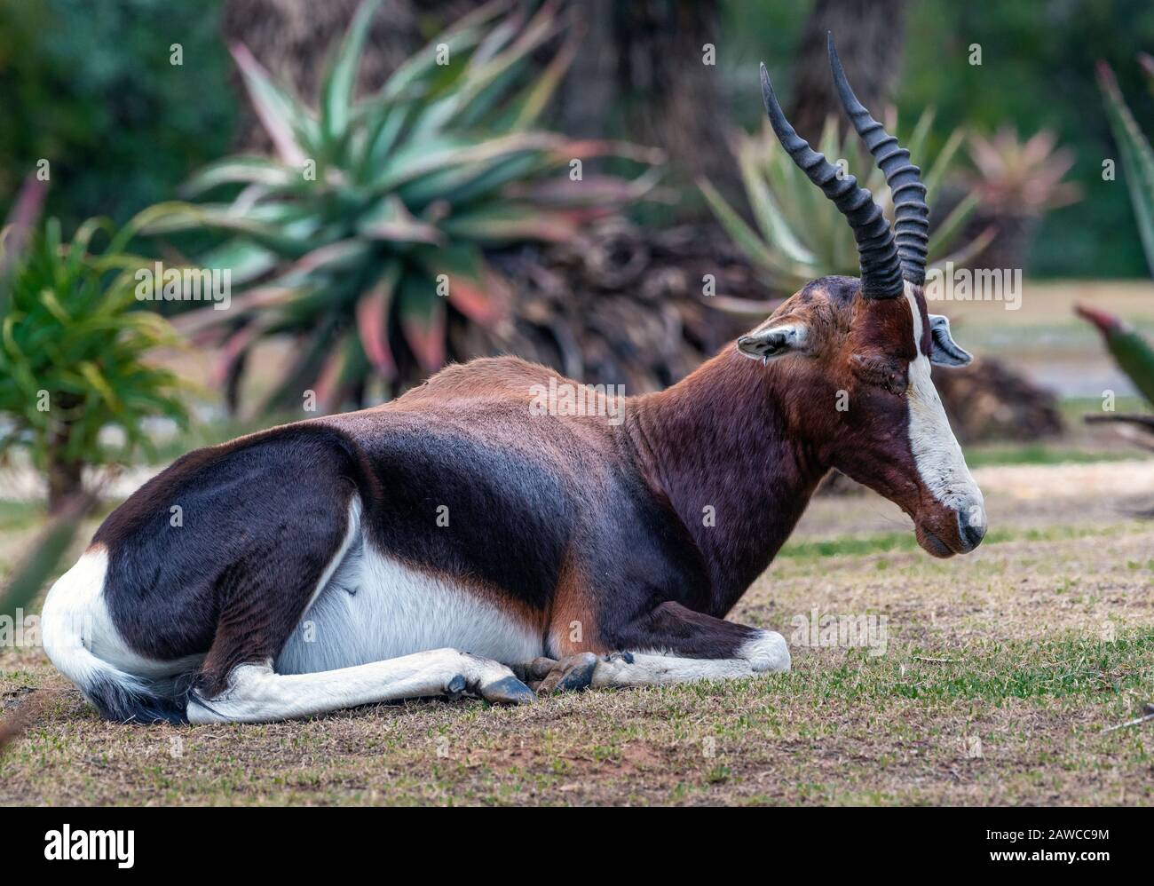 Bontebok resting in Bontebok National Park with aloes in the background, Swellendam, Western Cape, South Africa Stock Photo