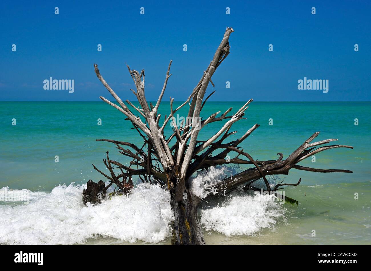 Beautiful Weathered Driftwood on the beach of Beer Can Island Longboat