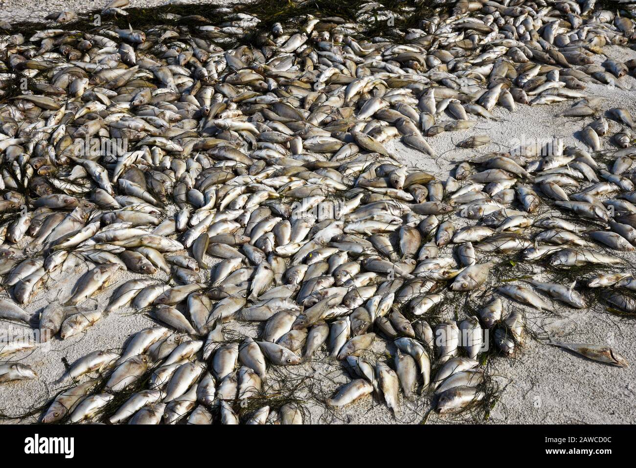 Red Tide Beach covered with dead fish killed by the bloom of toxic red