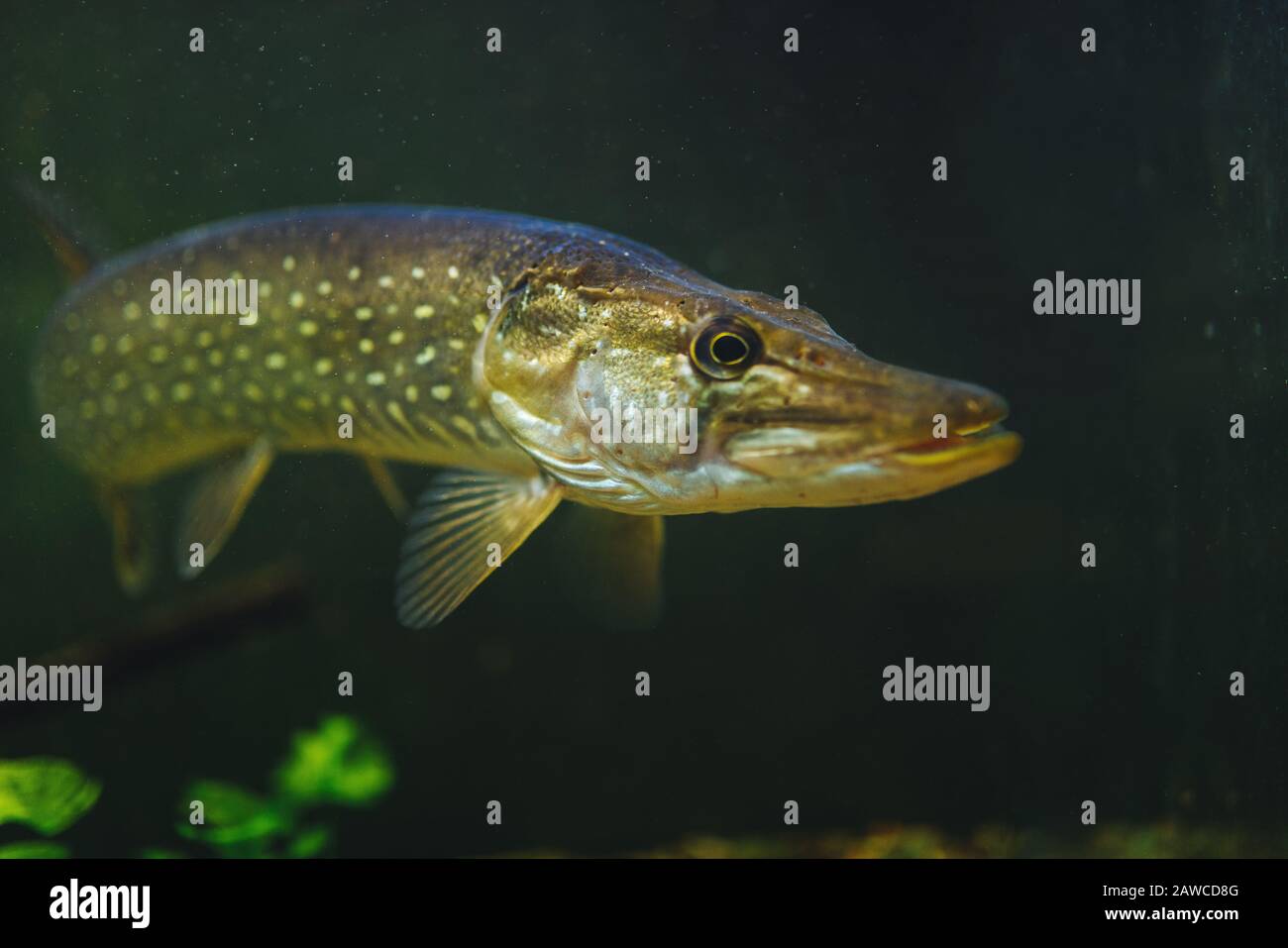 Pike fish underwater closeup scene Stock Photo