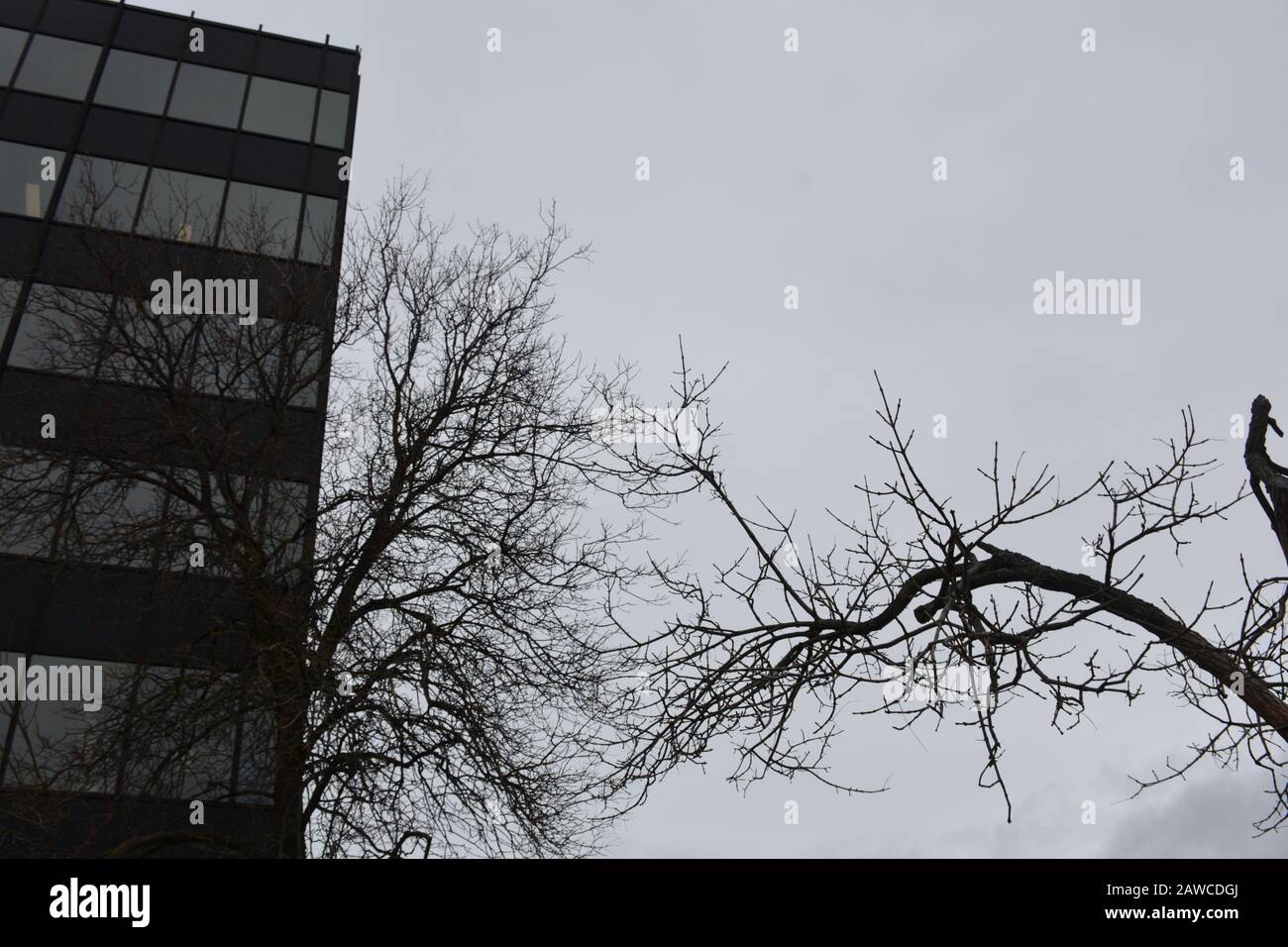 Office building with windows reflecting trees and sky Stock Photo - Alamy