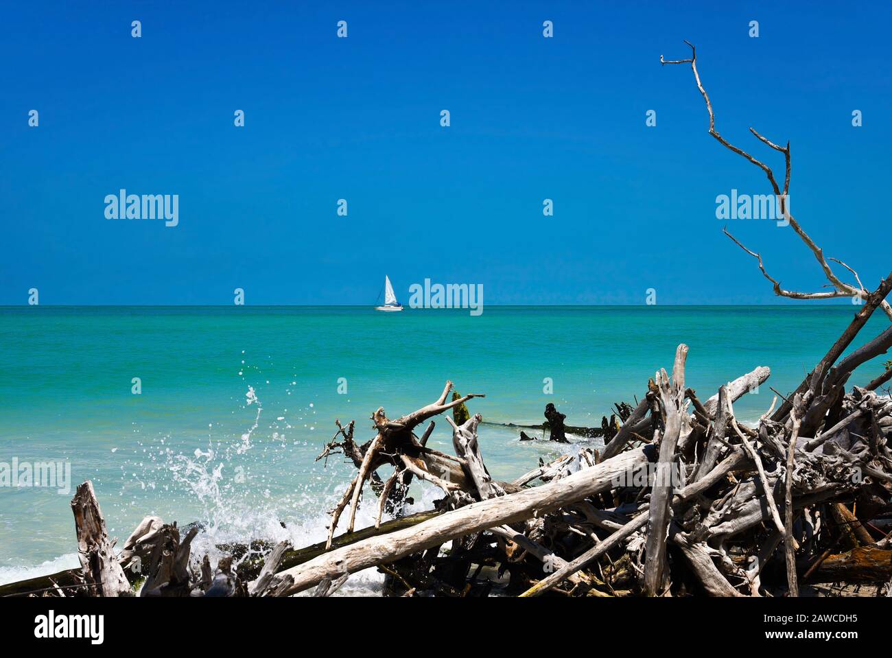 Beautiful Weathered Driftwood on the beach of Beer Can Island Longboat