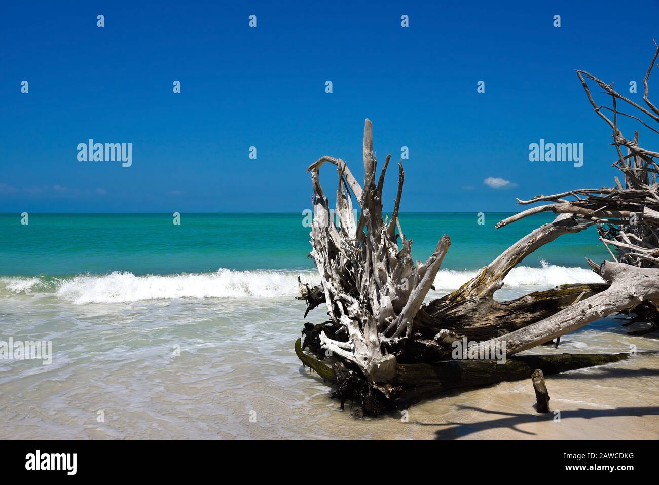 Beautiful Weathered Driftwood on the beach of Beer Can Island Longboat