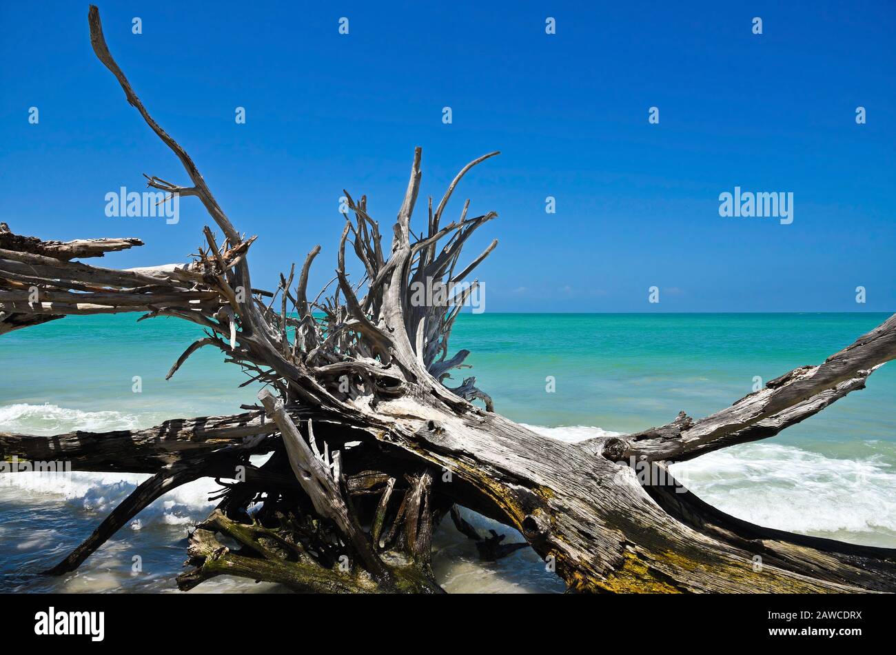 Beautiful Weathered Driftwood on the beach of Beer Can Island Longboat