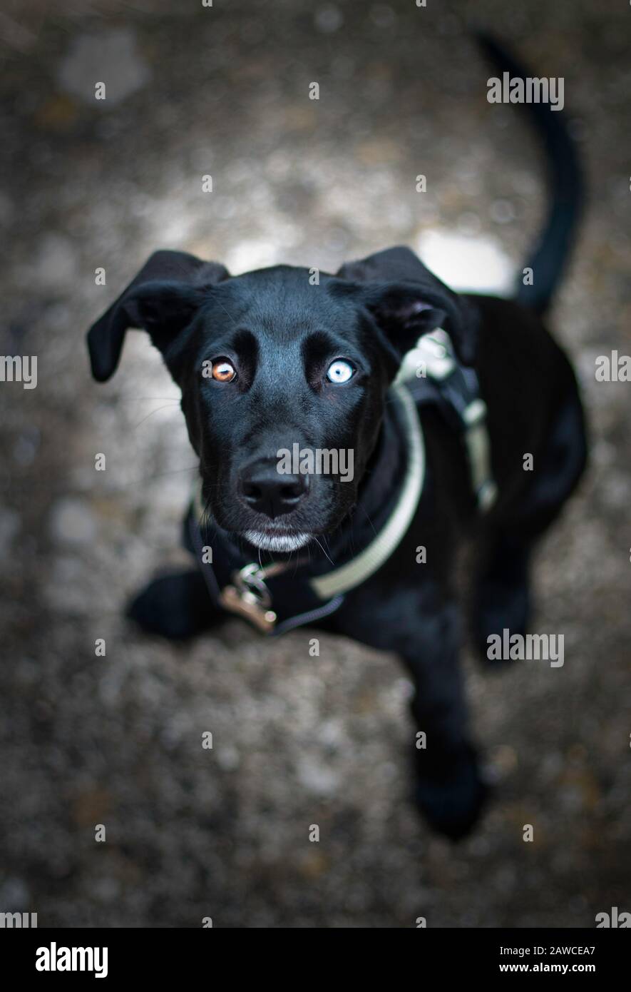 Black puppy cheap blue eyes