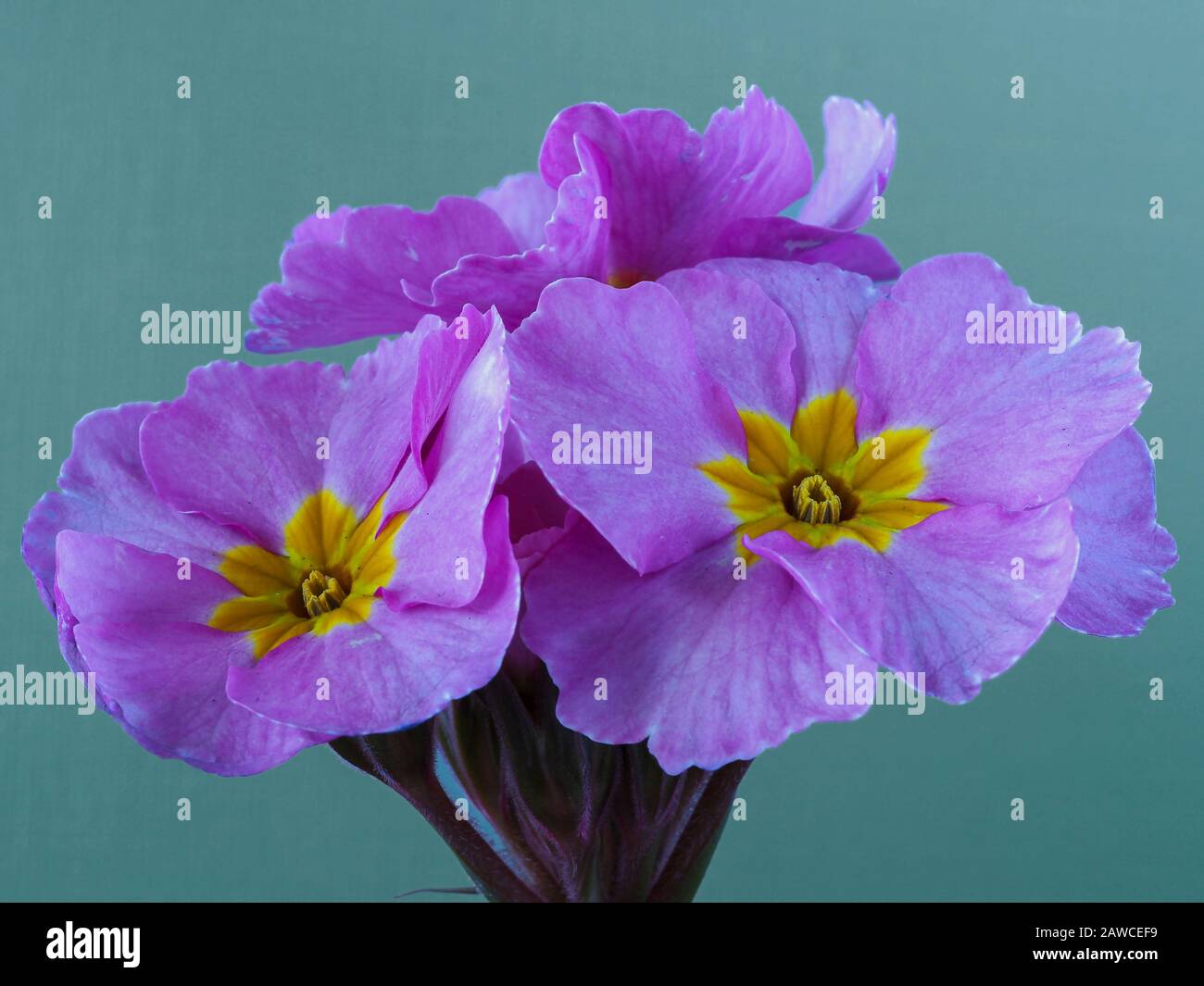Closeup of pretty pink flowers of Polyanthus Pink Champagne against a light green background Stock Photo