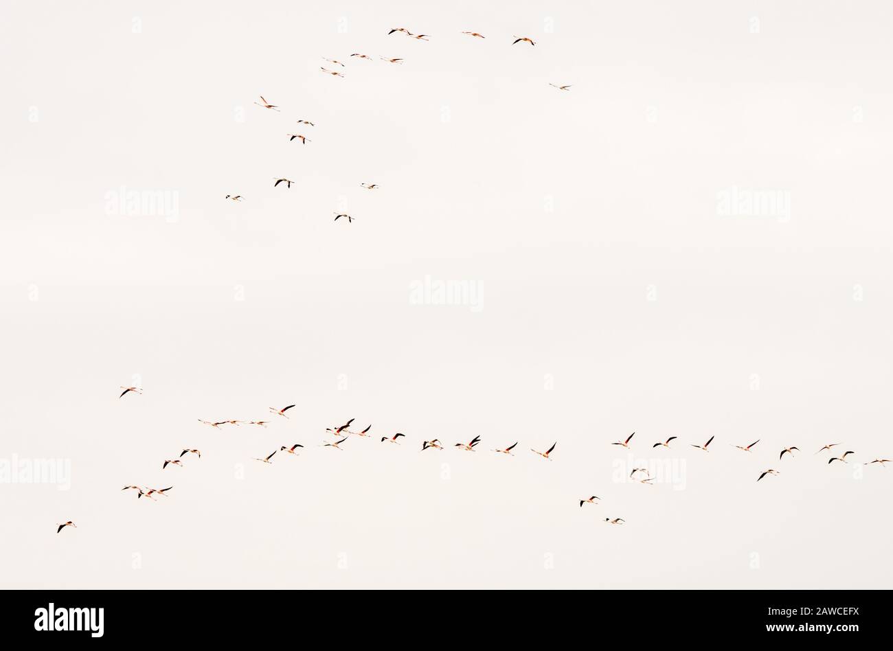Group of flamingo exotic birds flying on the sky in a row. Copy space for text Stock Photo