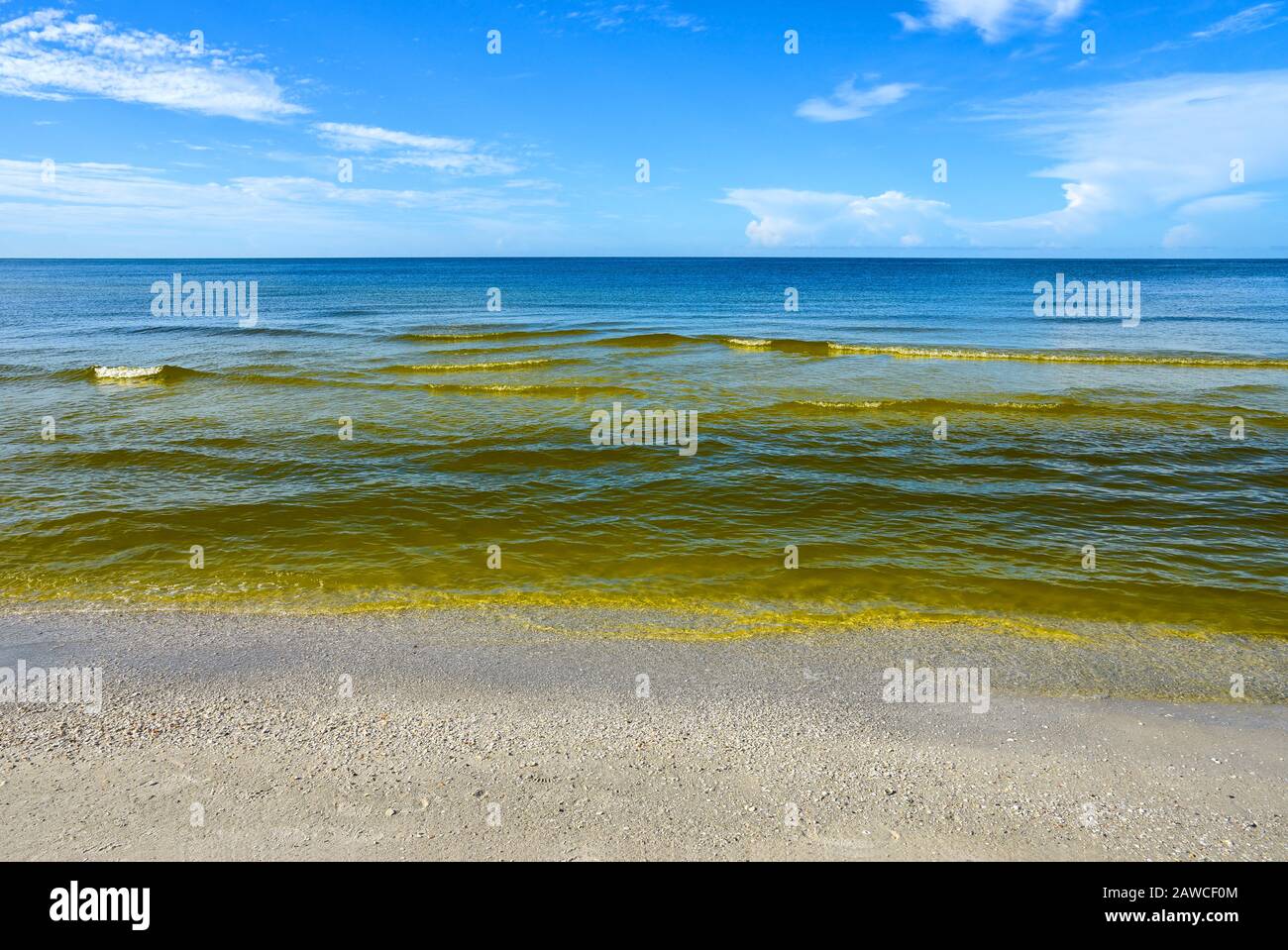 Visible Red tide in the Gulf of Mexico is a common phenomenon known as an algal bloom (large concentrations of aquatic microorganisms) that is caused Stock Photo