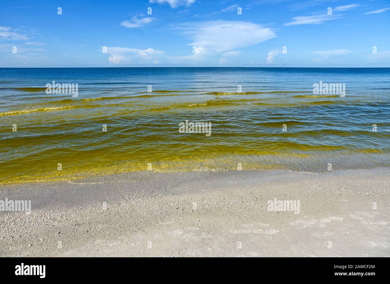 Visible Red tide in the Gulf of Mexico is a common phenomenon known as an algal bloom (large concentrations of aquatic microorganisms) that is caused Stock Photo