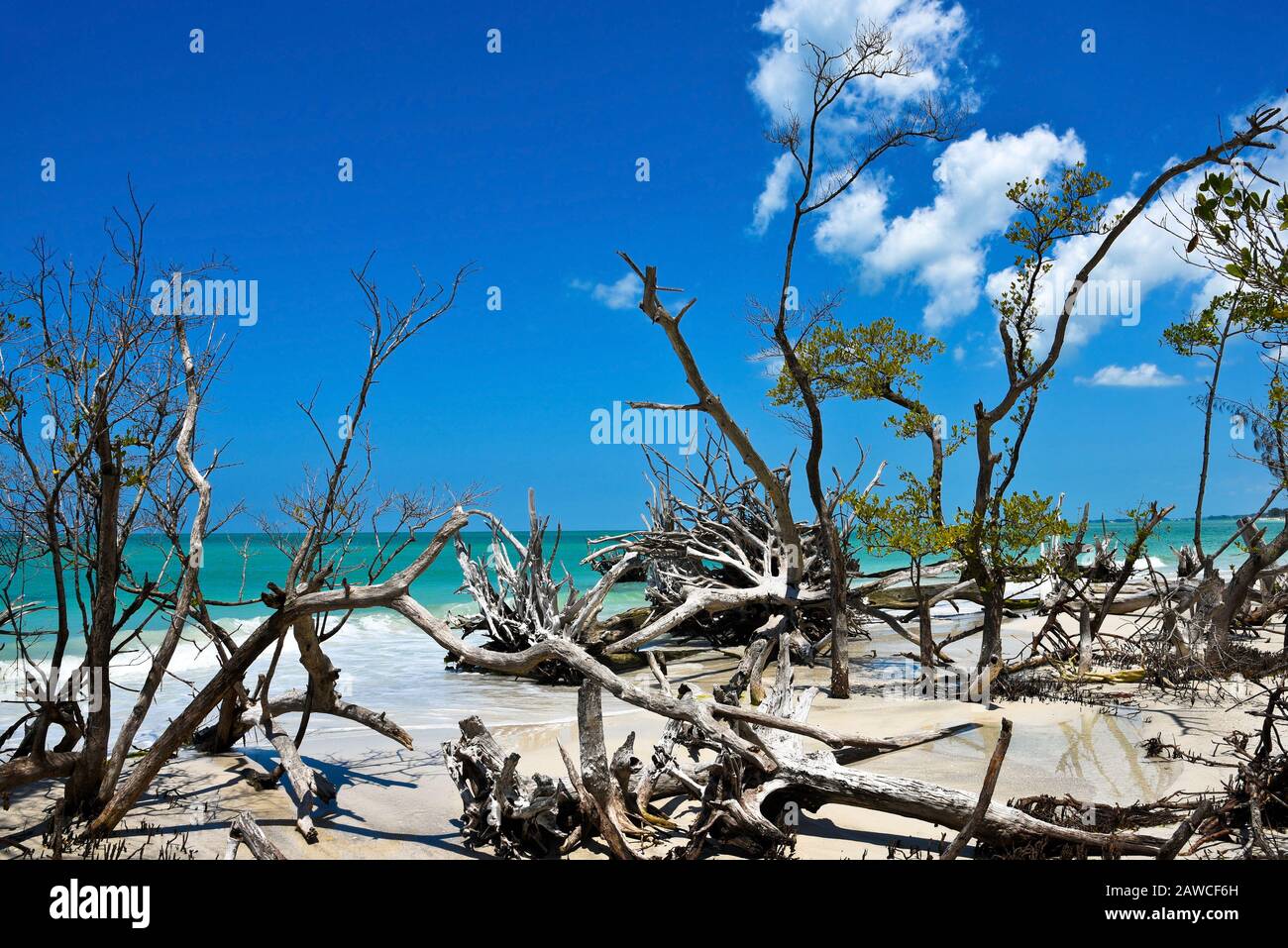 Scenic View of Beautiful Weathered Driftwood on the beach of Beer Can