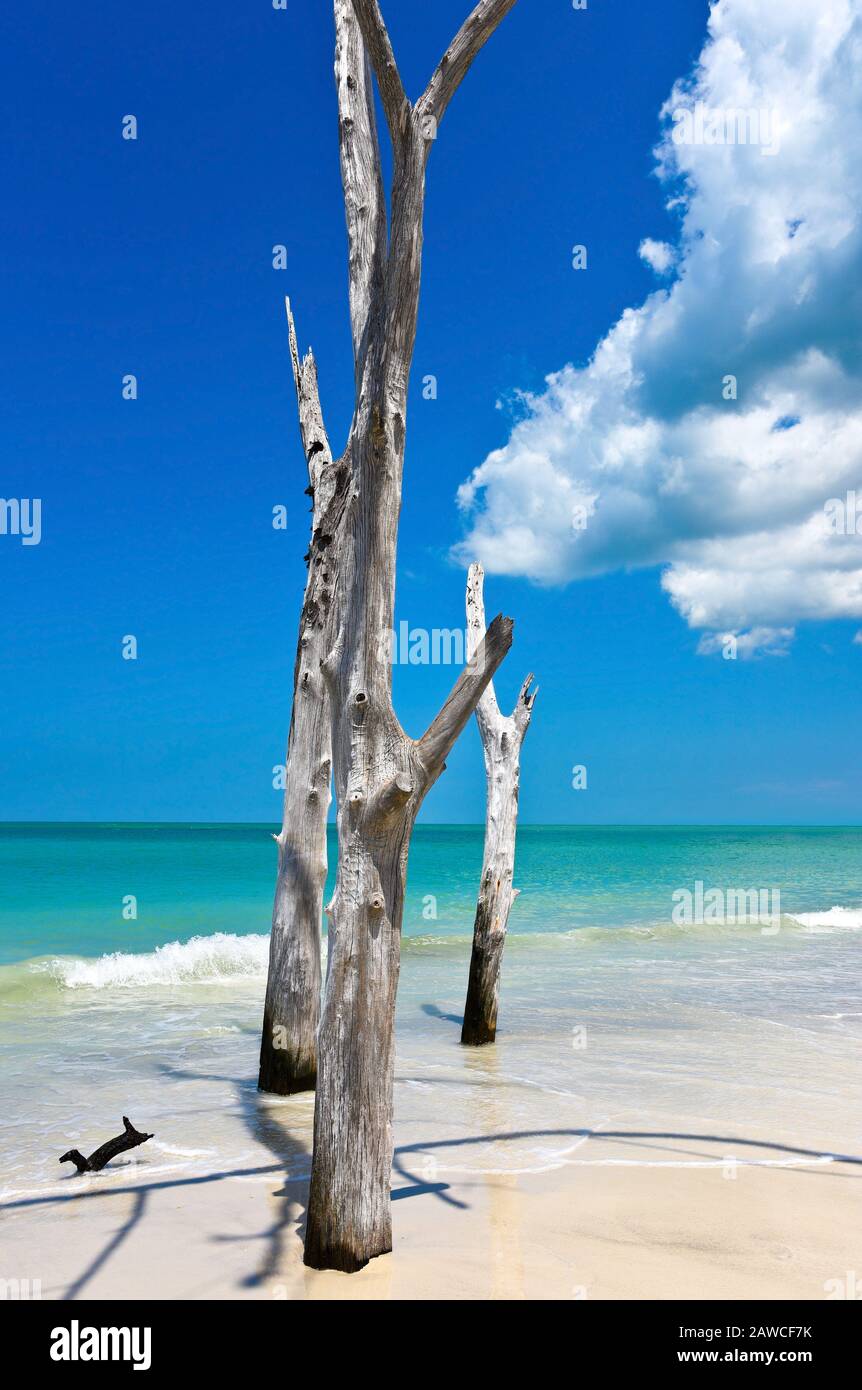 Beautiful Weathered Driftwood on the beach of Beer Can Island Longboat