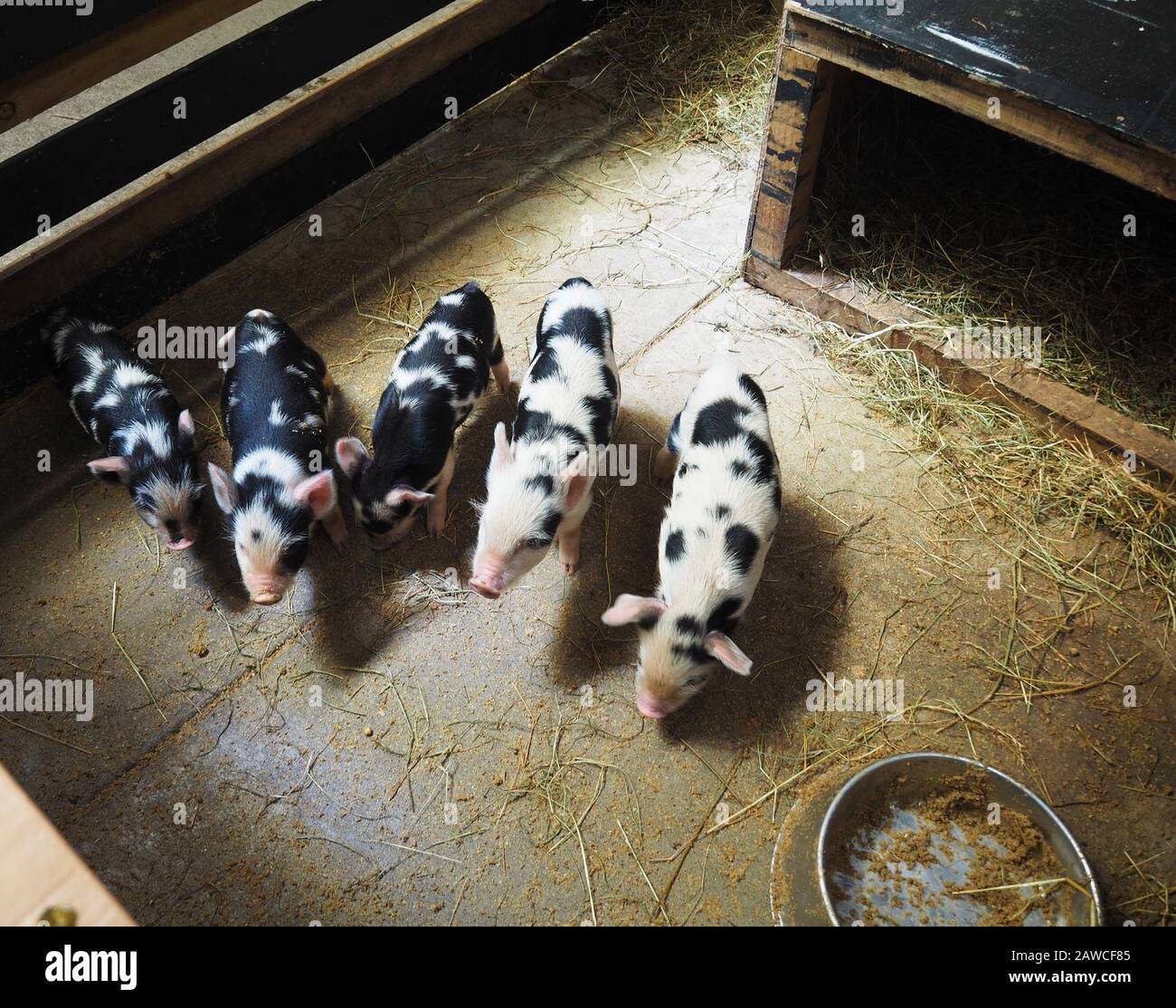 Five Spotted Piglets in a Row Stock Photo