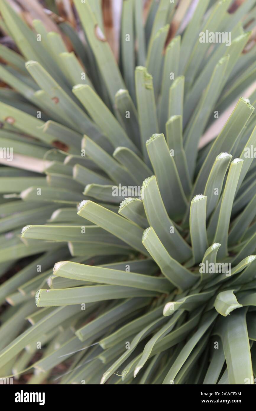 Herbivory, the process of animals harvesting living plant materials for sustenance, is seen on this Southern Mojave Desert native, Yucca Brevifolia. Stock Photo