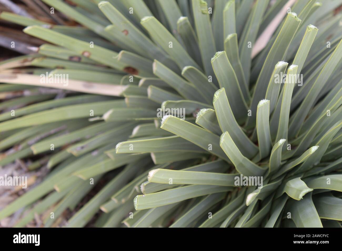 Herbivory, the process of animals harvesting living plant materials for sustenance, is seen on this Southern Mojave Desert native, Yucca Brevifolia. Stock Photo
