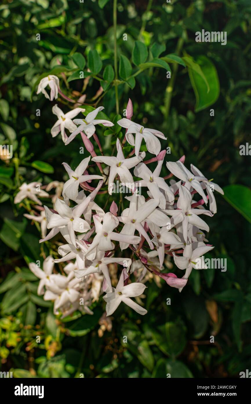 Jasmine flower (Jasminum officinale), blooming with green leaves