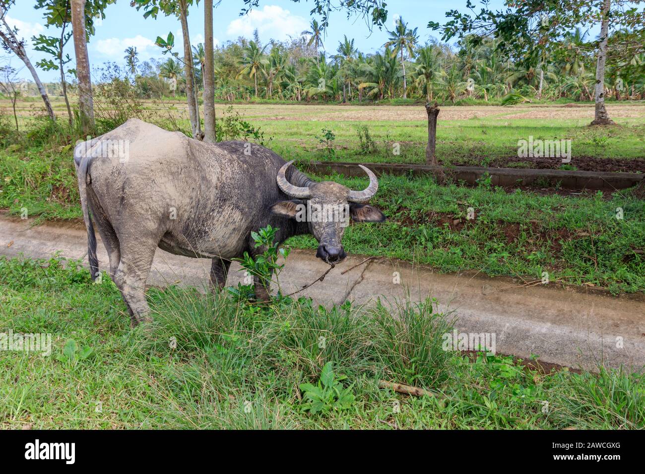 A Carabao in TabonTabon, Leyte, Philippines Stock Photo