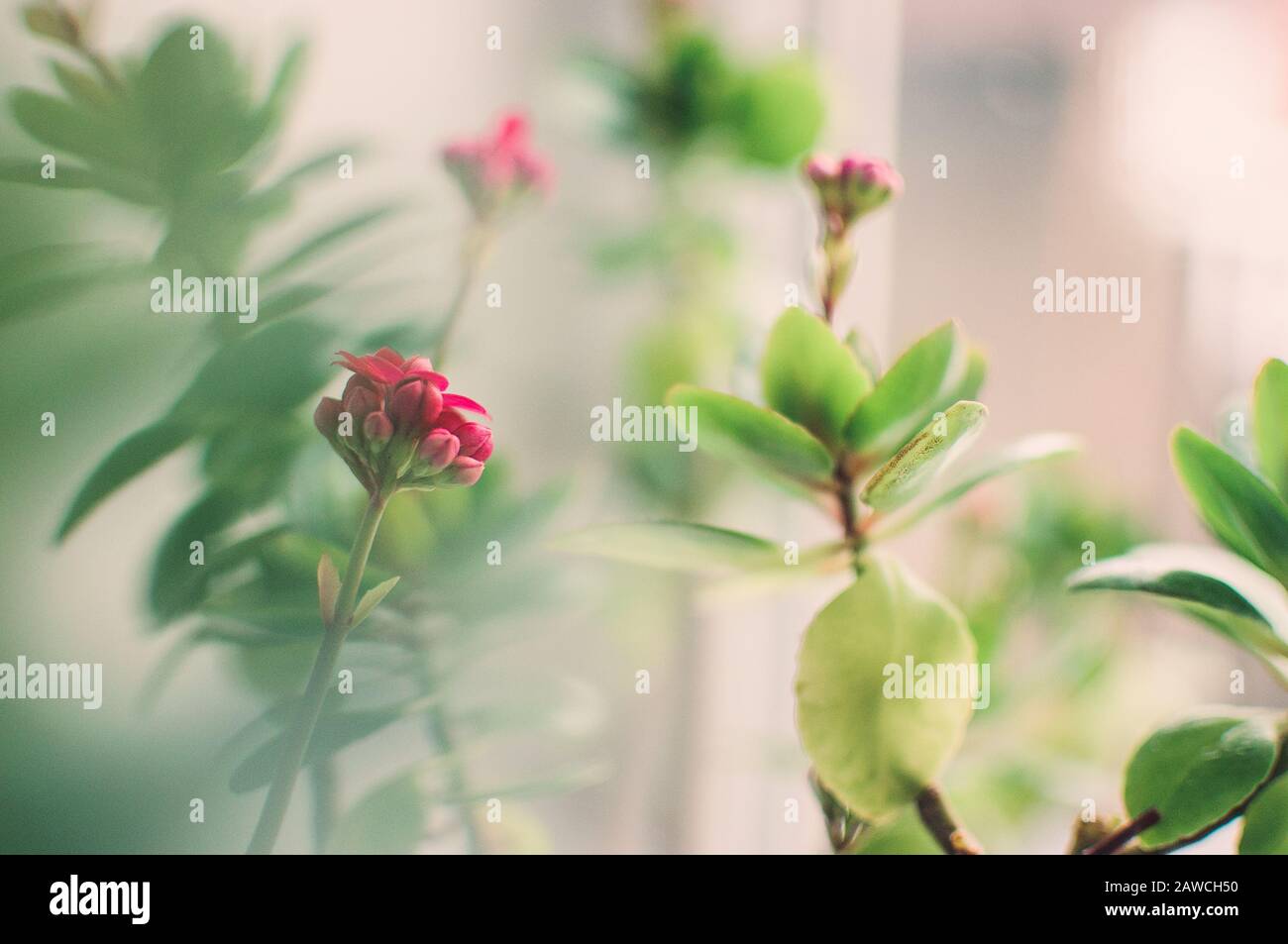 Bright pink autumn floral heads of succulent sedum or Hylotelephium spectabile, an ice plant or stonecrop, in a clay pot on a windowsill. Template for Stock Photo