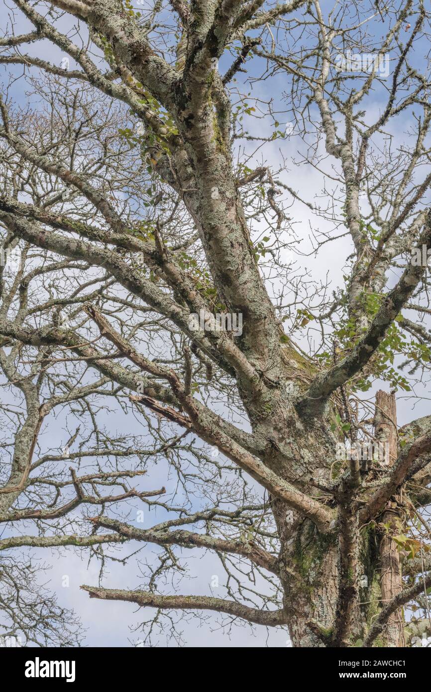 Leafless mature tree, branches and twigs reaching into blue Spring sky. Stock Photo