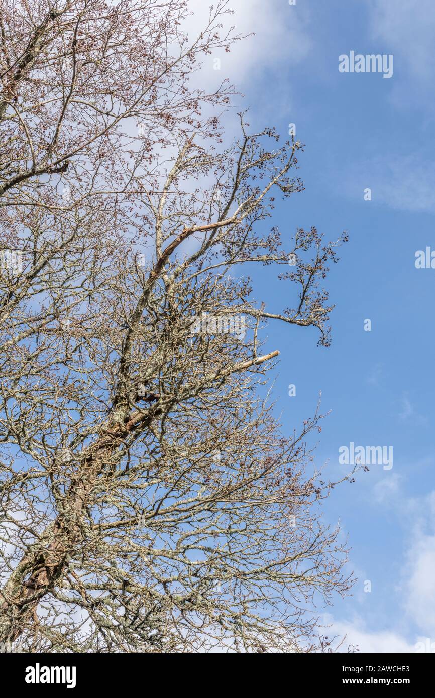 Branches with cone-like fruits of Common Alder / Alnus glutinosa against a blue Spring sky. Once used as a medicinal plant in herbal remedies. Stock Photo