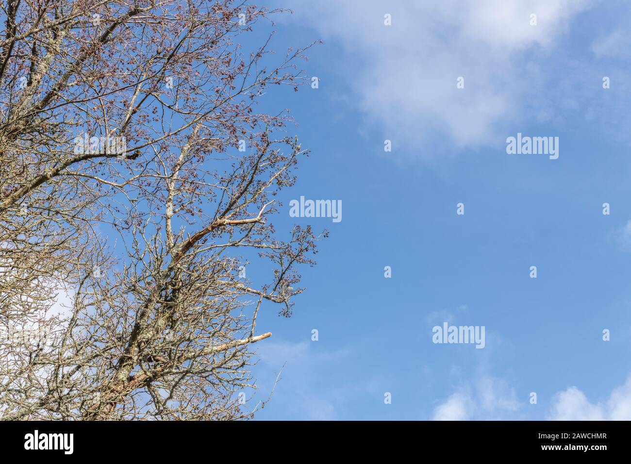 Branches with cone-like fruits of Common Alder / Alnus glutinosa against a blue Spring sky. Once used as a medicinal plant in herbal remedies. Stock Photo