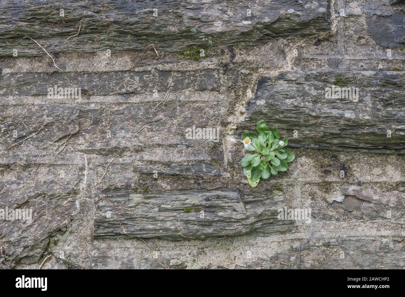 Solitary isolated Common Daisy / Bellis perennis plant growing in stone wall. Daisy once used as medicinal plant in herbal remedies. For isolation. Stock Photo