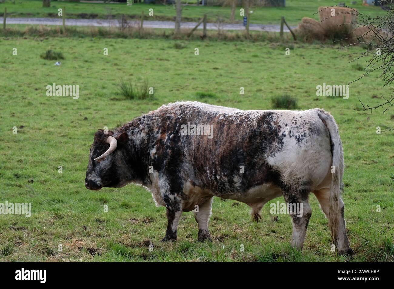 February 2020, English Longhorn cattle in rural Somerset. Stock Photo