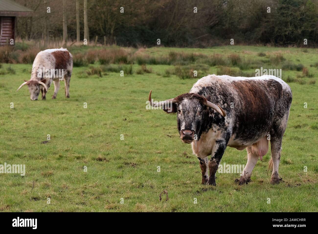 February 2020, English Longhorn cattle in rural Somerset. Stock Photo