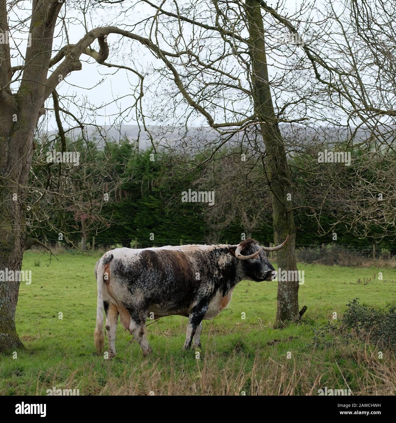 February 2020, English Longhorn cattle in rural Somerset. Stock Photo