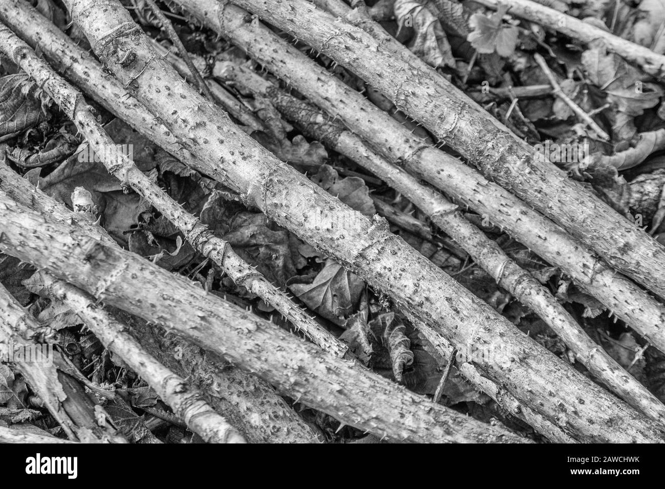 Black & white of cut spiney stems of Aralia /  Devil's Walking Stick. Unclear whether Aralia spinosa or Aralia elata. Abstract spines in nature, sharp Stock Photo