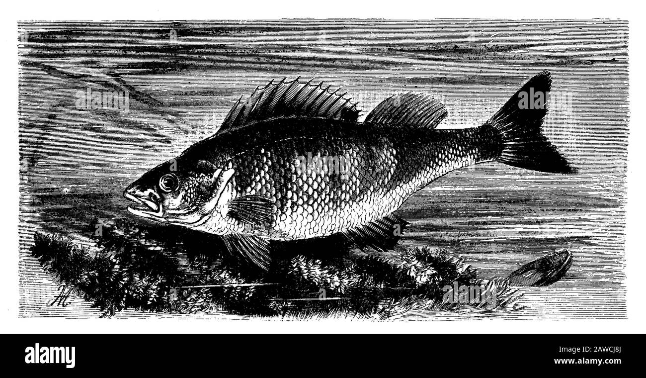 European perch, Perca fluviatilis, M.V. (biology book, 1898) Stock Photo