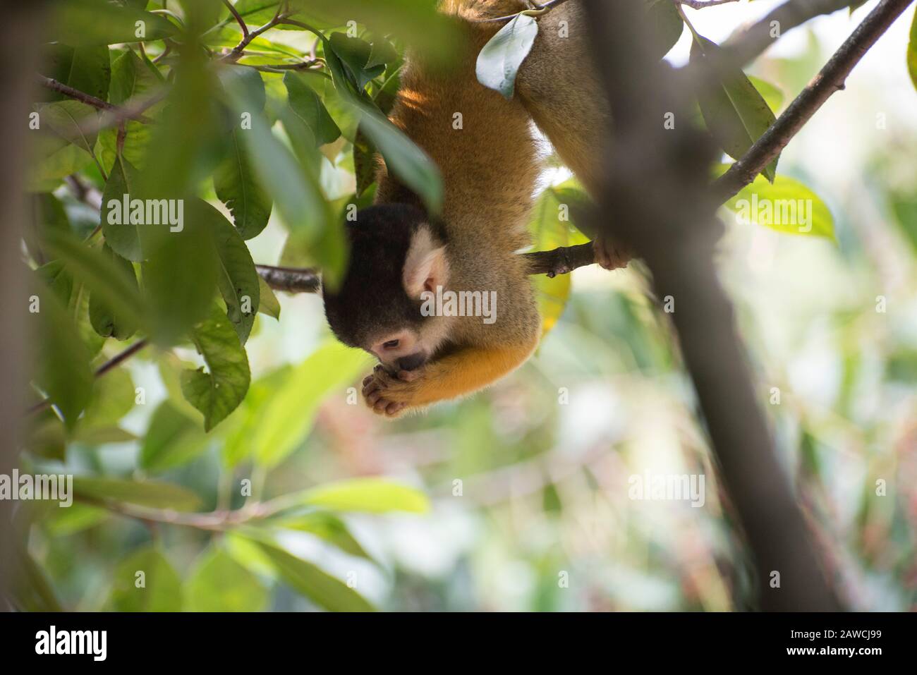 Black-capped Squirrel monkey eating food while hanging from a branch Stock Photo