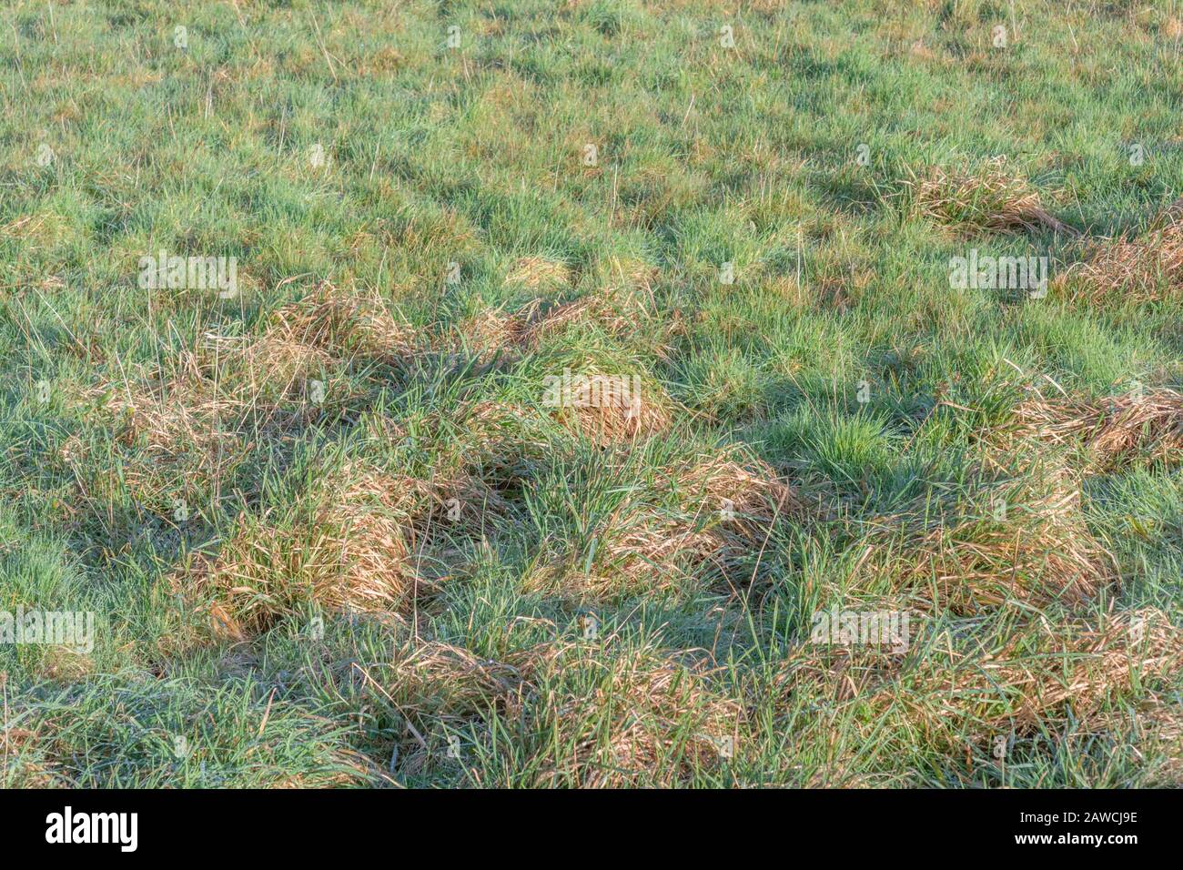 Tufts of grass touched by early morning winter sunshine. UK farming and agriculture concept, pasture and grazing activity potentially. Stock Photo