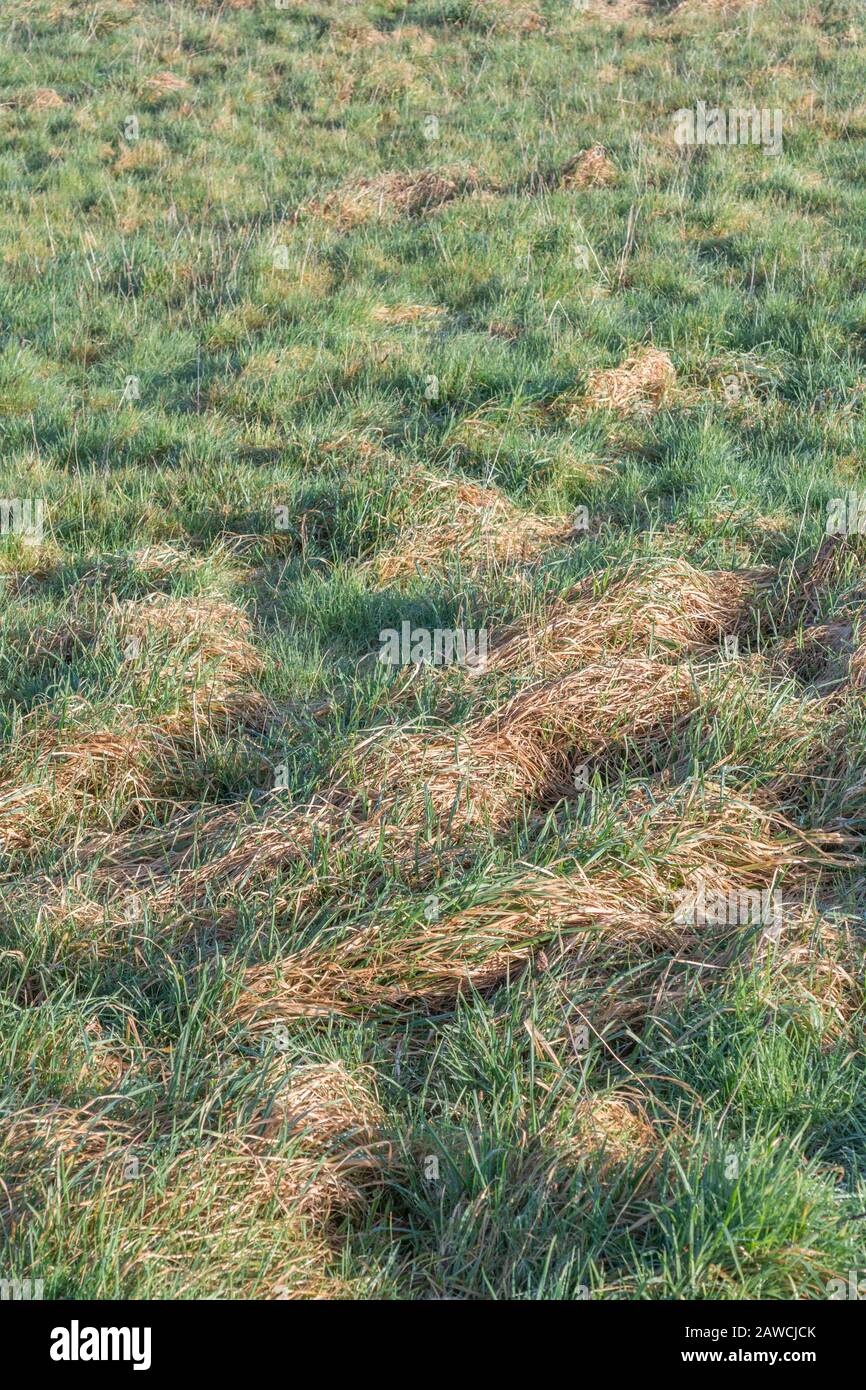 Tufts of grass touched by early morning winter sunshine. UK farming and agriculture concept, pasture and grazing activity potentially. Stock Photo
