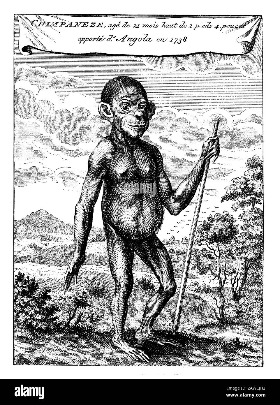 Chimpanzee, Pan troglodytes,  (popular science book, 1902) Stock Photo