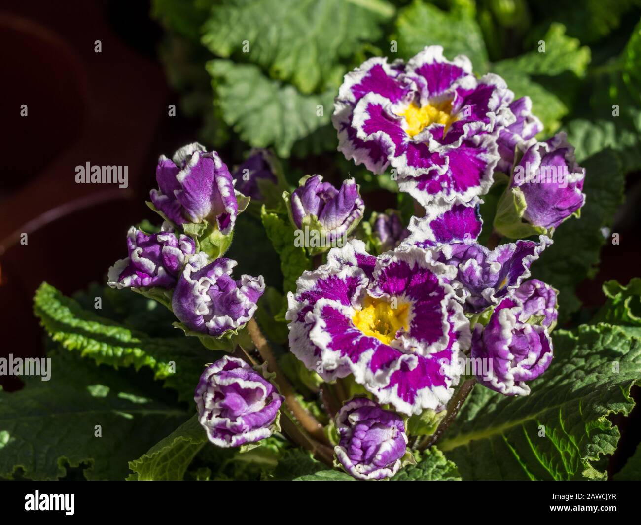 Purple White Primrose Hybrid in spring background Stock Photo