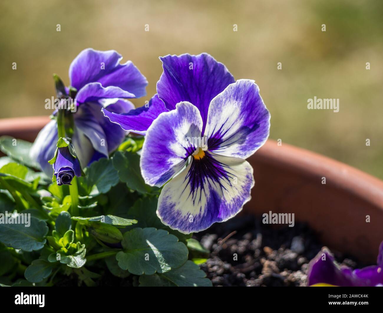 Purple White Pansy Stock Photo - Alamy