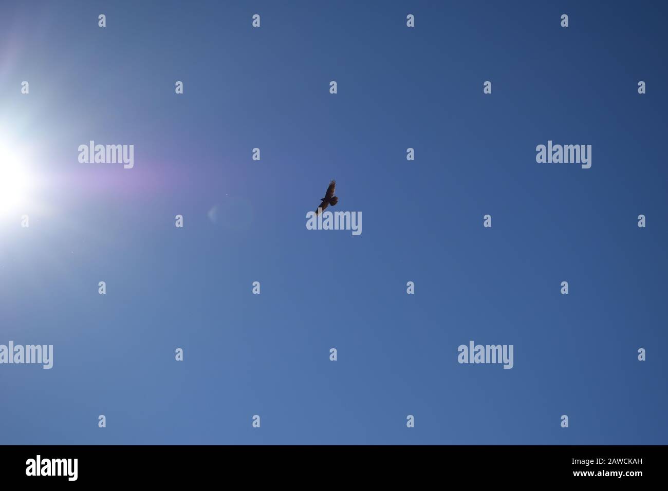 Common Raven in Arizona flying on an updraft during January Stock Photo