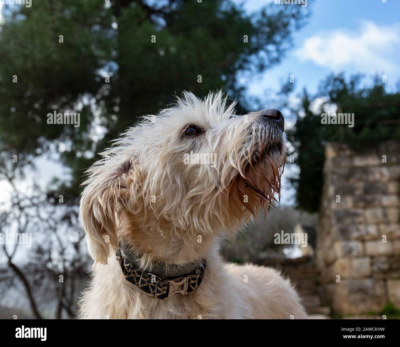 hairy mutts