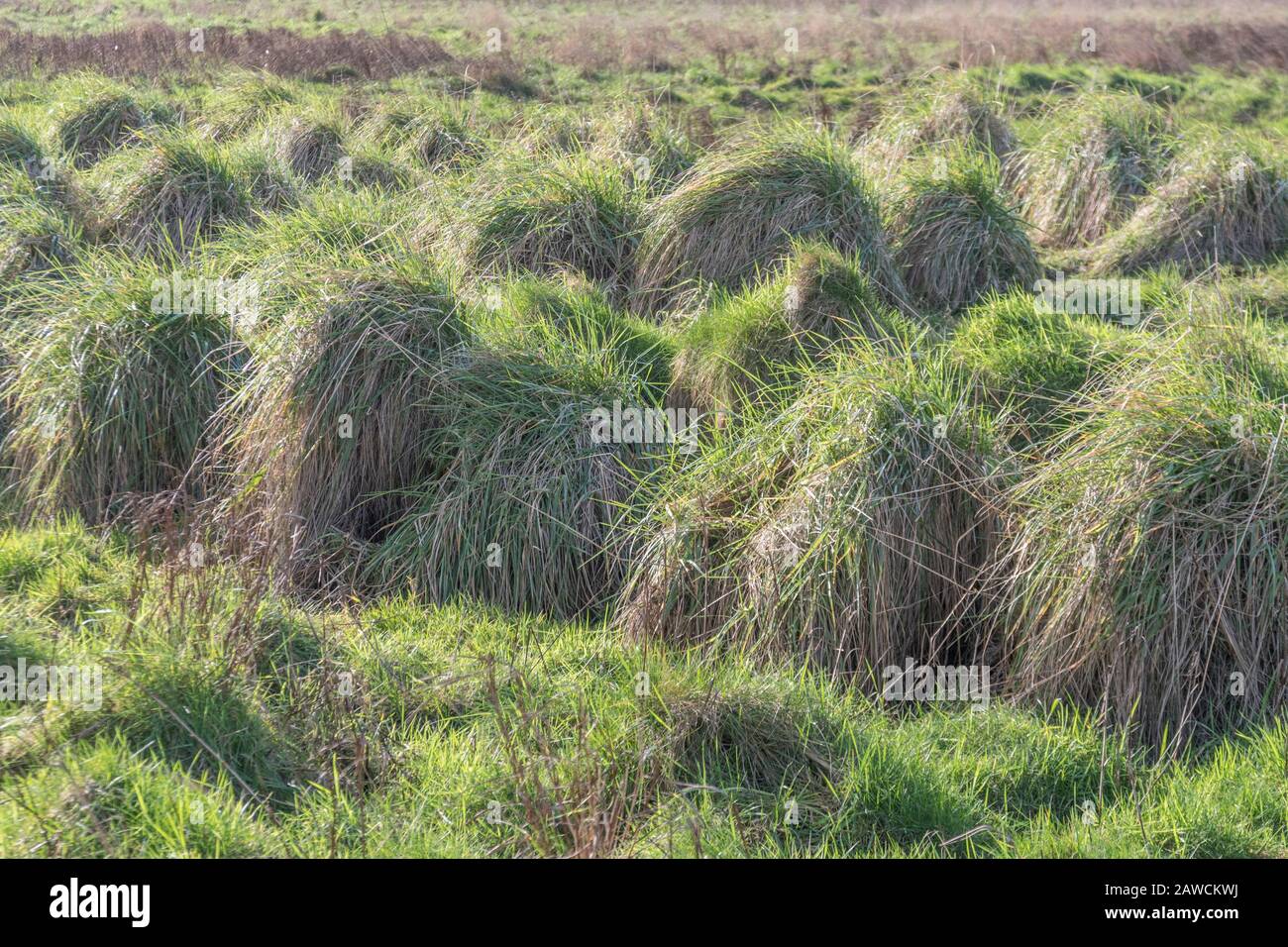 Side lit grass hummocks in rough moorland. Possibly Tussock grass but not properly identified - though good example of rough scrubland grasses. Stock Photo