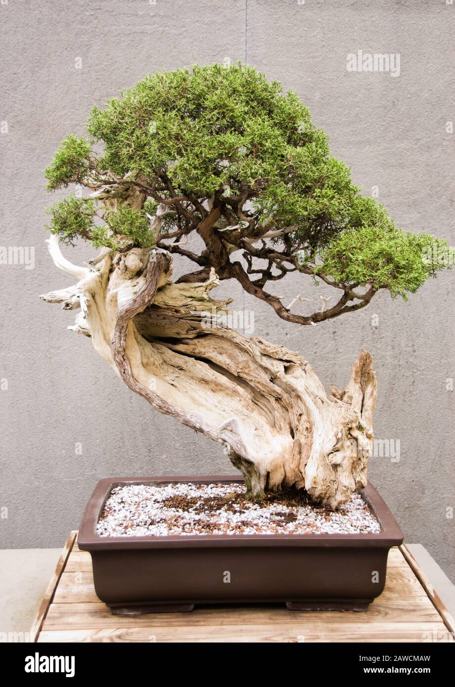 Growing Bonsai High Resolution Stock Photography And Images Alamy