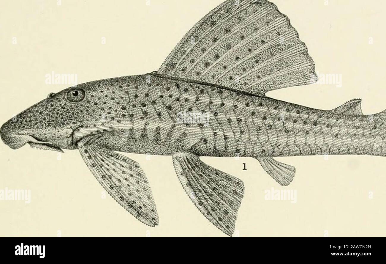 The freshwater fishes of British Guiana, including a study of the ecological grouping of species and the relation of the fauna of the plateau to that of the lowlands . 1. Hoplostemum littorale (Hancock). 192 mm. No. 1575. 2. Hoplostemum thoracatum (Cuvieb andValenciennes). 110 mm. No. 1579. 3- Corydorus punctatus (Bloch). 51mm. No. 1561. Memoirs Carnegie Museum, Vol. V. Plate XXV. .•-S^jSMv. -?? wi^vsisk Stock Photo