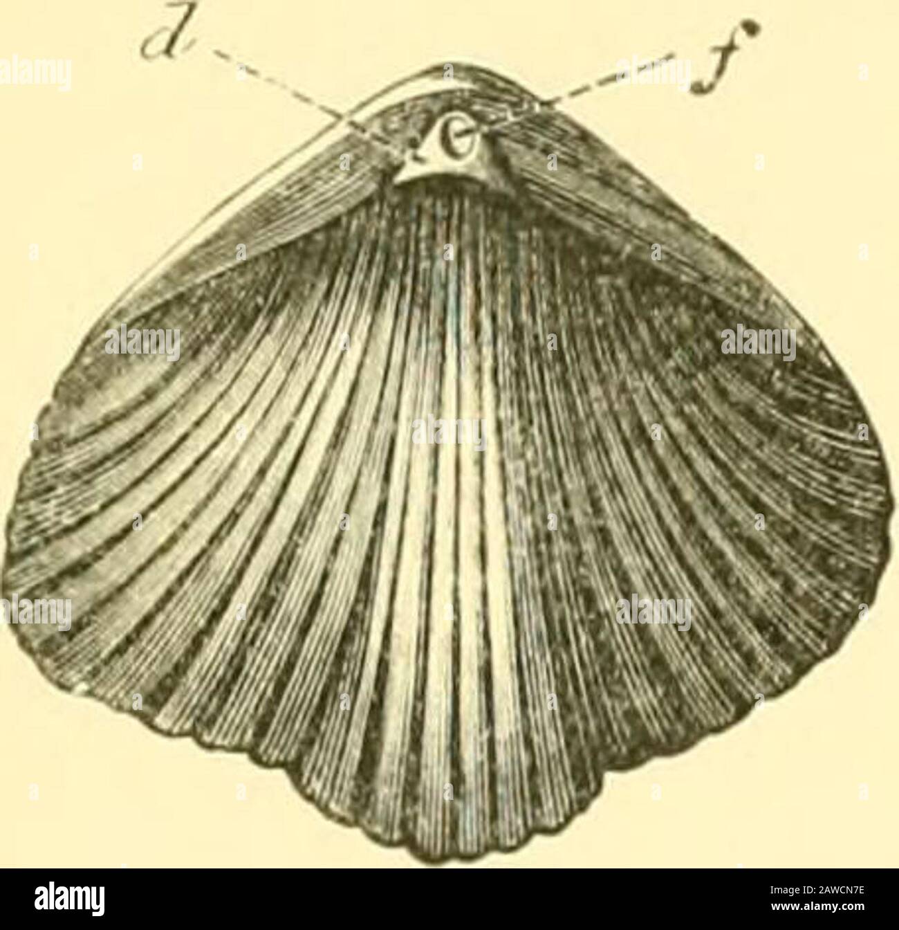 The Cambridge natural history . ventral septum. and may l)e partly or entirely closed by a similar plate (Fig.334, d) known as the pseudo-deltidium, especially large inClitamhonites, or remain open {OrtJiis). This pseudo-deltidiumis a primitive character, and arises in an early stage of the TESTICARDINES : INTERNAL CHARACTERS 499 development as a shell-growth on the dorsal side of the animal,Iteeoming attached to the ventral valve subsequently. The pediclein many genera passes out through a special foramen in the beakof the ventral valve; and its proximal portion is often embracedby a pair of Stock Photo