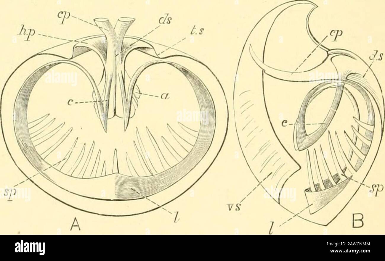 The Cambridge natural history . Fk;. 021.—(iiiir/dditnn gcdeatum.Wfuloflc Liiiitbtoiie. Fig. -325.—Conch idium gcdeatum.Transverse section. (I, Doi-sal valve ; d.s, dorsal septum ;s, socket plate ; v, ventrnlvalve ; ns, ventral sejJtuni ;d.2J, lieutal plate. it on l)oth valves ; in the doisal valve the fissure is merely thespace between the dental sockets, and may be occvipied by thecardinal process (Fig. 334, C) or covered by a shelly plate—the chilidiuiu. In the ventral valve it gives passage to the pedicle,. Fig. 326.—Stringocephcdus Burtini. (Modified from Woodward.) Devonian. A, Interioro Stock Photo