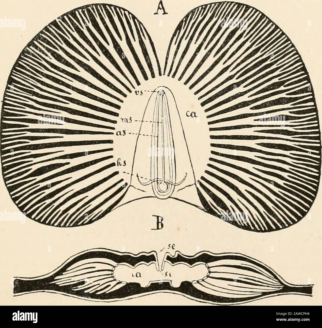 Text-book of comparative anatomy . tion, however, has everywhere taken place, firstof all at the anterier and posterior ends of the body, so that in some VI ANTENNATA—THE RESPIRATORY ORGAXX 479 cases only a single pair of stigmata is left; the tracheal system under-goes corresponding modifications, the most important of which is theconnecting together of the originally separate bundles of trachese bymeans of transverse and longitudinal anastomoses. With reference to the scattered and irregular apertures of the trachea? in theProtmcheata, we must point out that the arrangement of the tracheal s Stock Photo